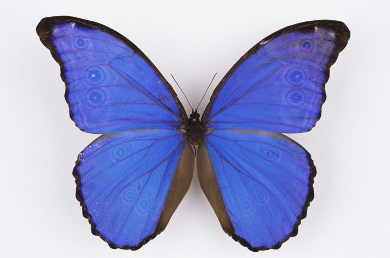 Morpho didius, Peru